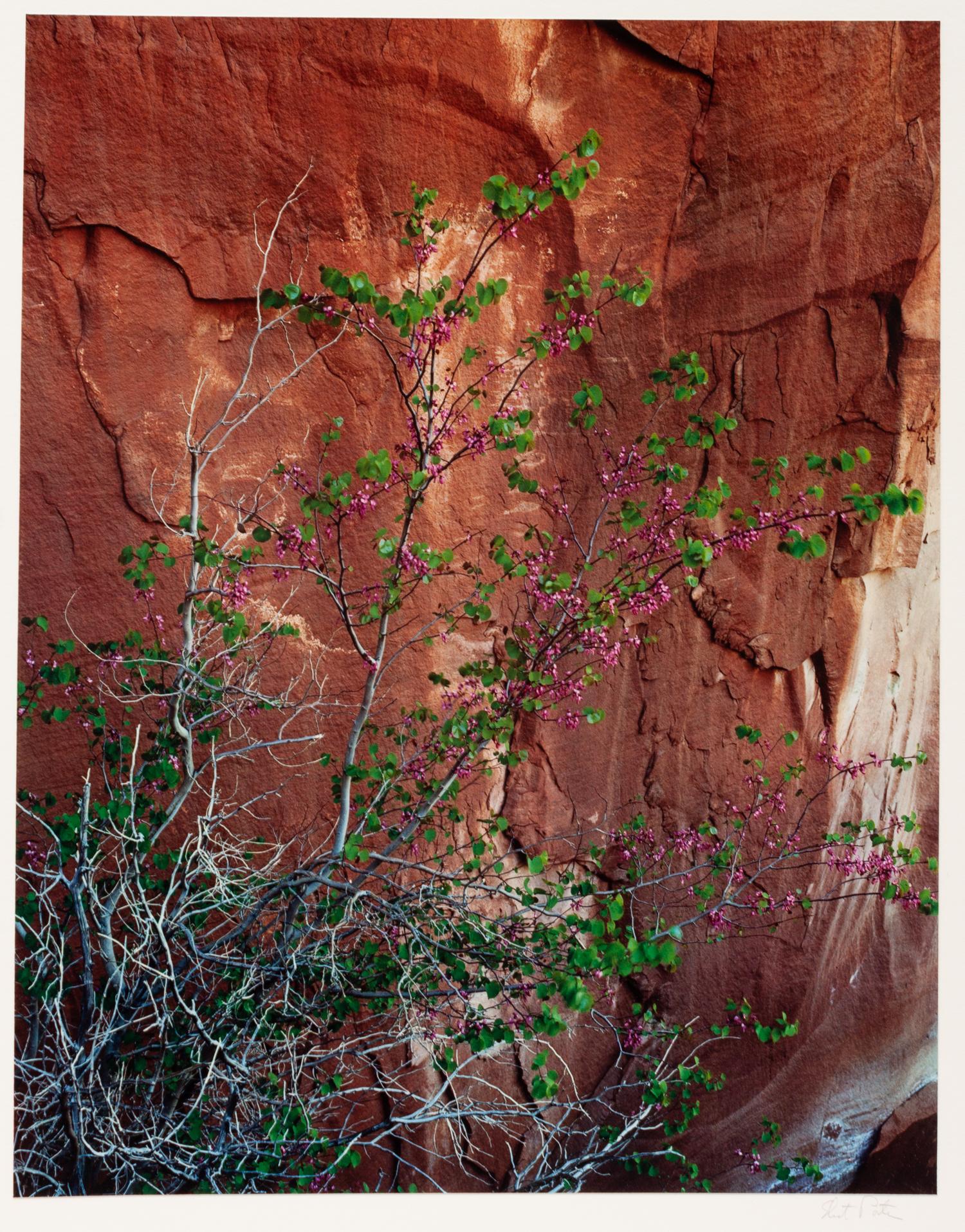 Glen Canyon (complete portfolio of 10)