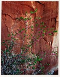 Glen Canyon (complete portfolio of 10)