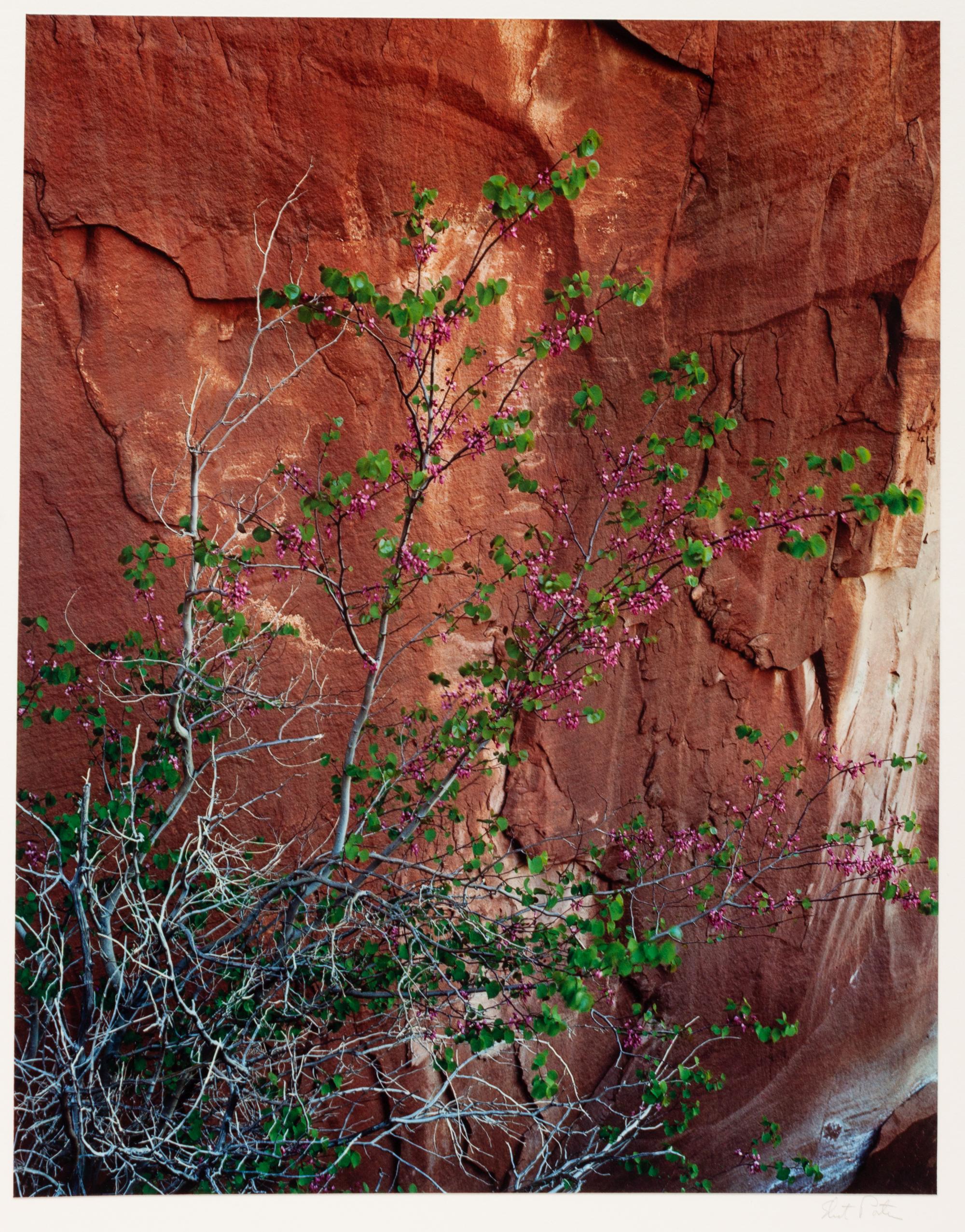 Glen Canyon (complete portfolio of 10)
