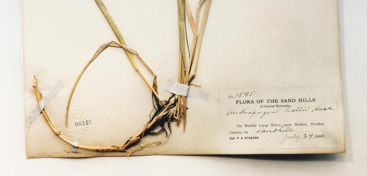 Field Museum, Andropogon, July 24, 1893 , 1999