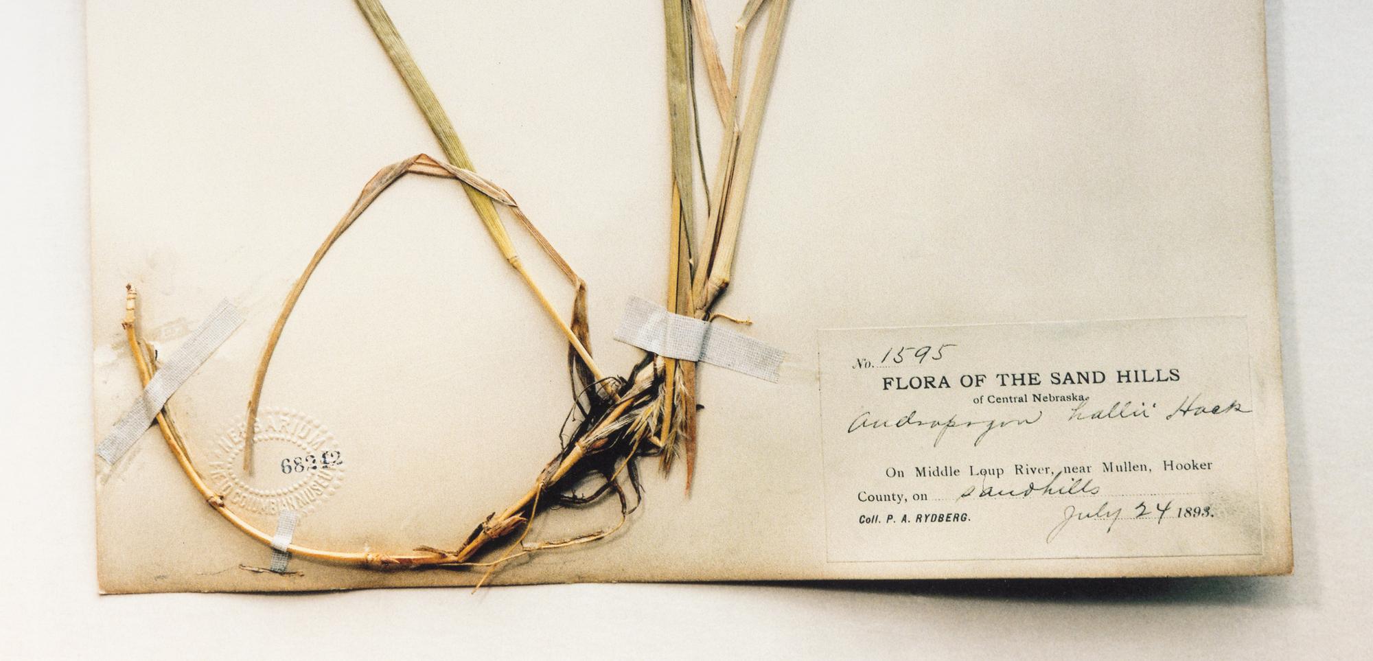 Field Museum, Andropogon, July 24, 1893 , 1999