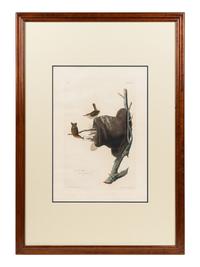 AUDUBON, John James (1785-1851) House Wren (Plate 83)
