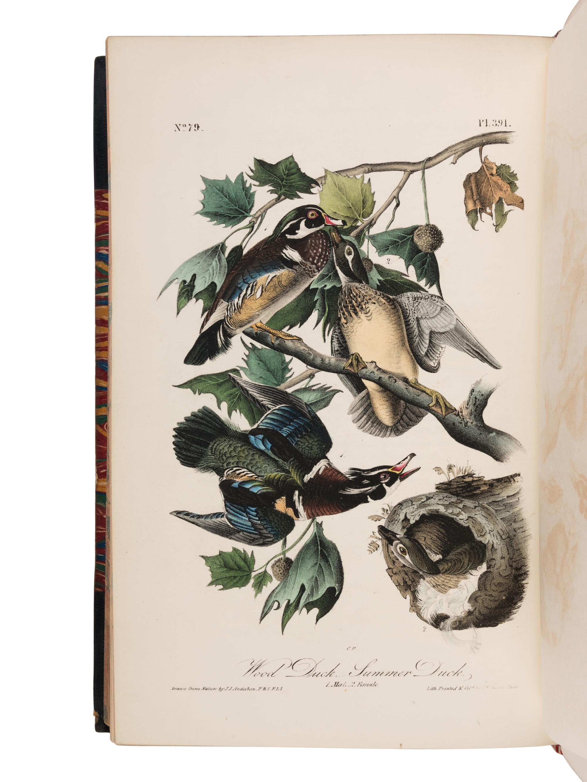 AUDUBON, John James (1785-1851). The Birds of America, from Drawings Made in the United States and their Territories. New York and Philadelphia: J.J. Audubon and J.B. Chevalier, [1839-] 1840-1844.