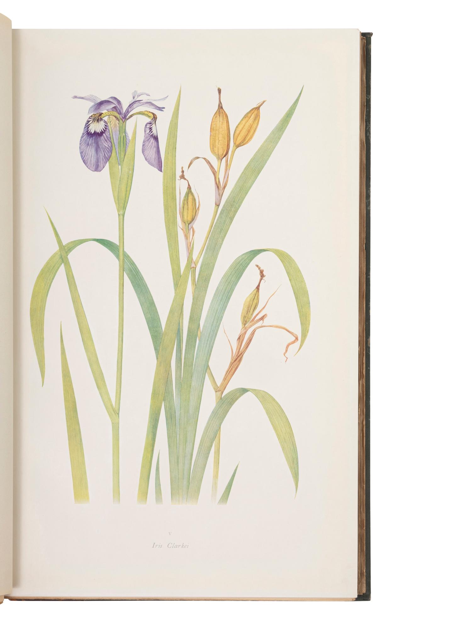 DYKES, William Rickatson (1877-1925). The Genus Iris . Cambridge & Chicago: University Press & The University of Chicago Press, 1913.