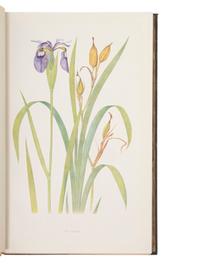 DYKES, William Rickatson (1877-1925). The Genus Iris . Cambridge & Chicago: University Press & The University of Chicago Press, 1913.