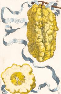 A Set of Eight Giovanni Battista Ferrari Colored Engravings of Fruit From Hesperides