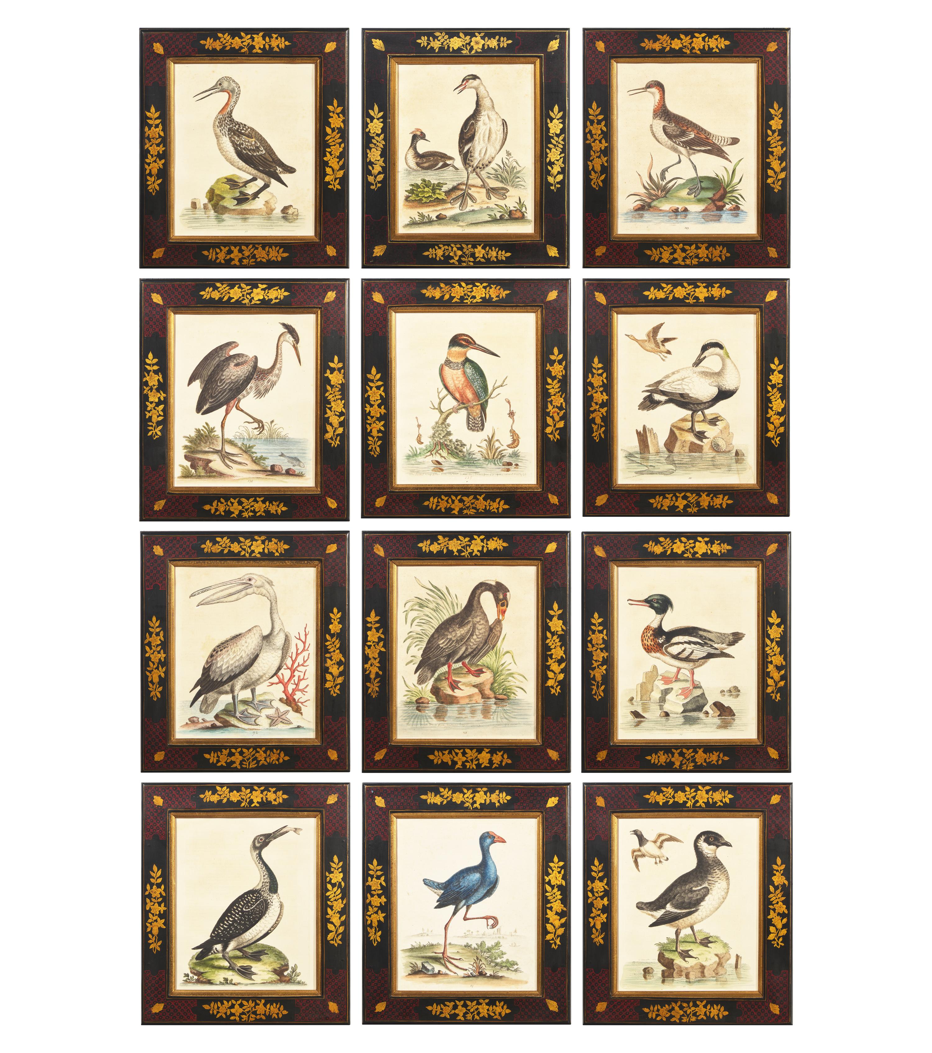 George Edwards (English, 1694-1773), A Set of Twelve Framed Hand-Colored Engravings Depicting Various Birds