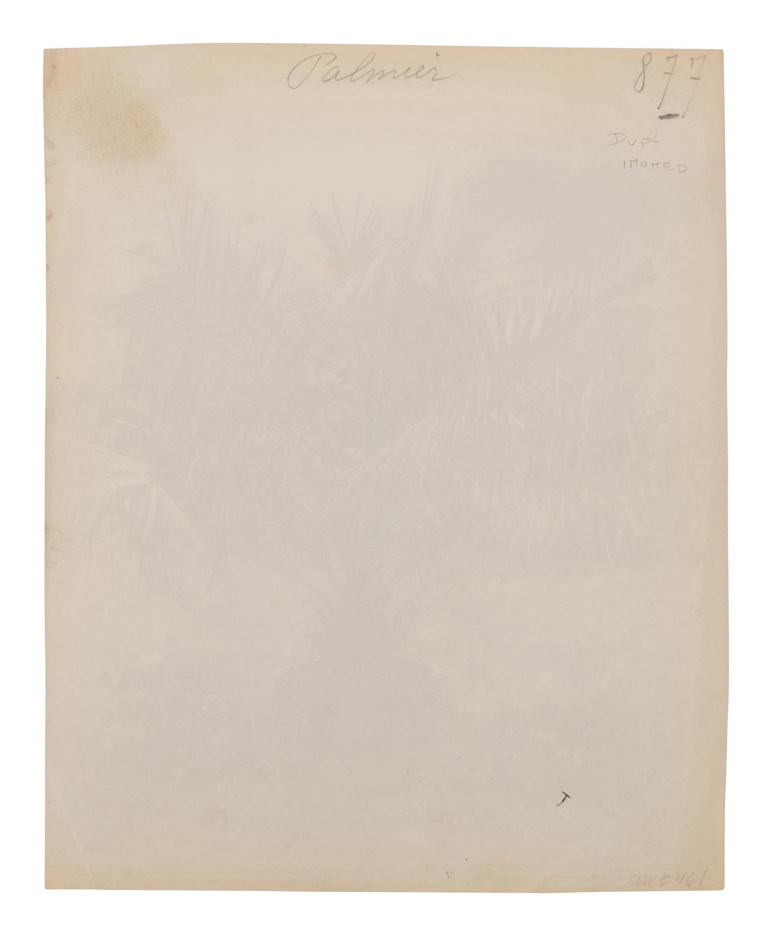 A group of four photographs ( Cactus [Nice], before 1900 ; Pommiers [et blés] , 1910 or earlier; Sapin ([Petit] Trianon , 1910 or earlier; Palmier , before 1900)