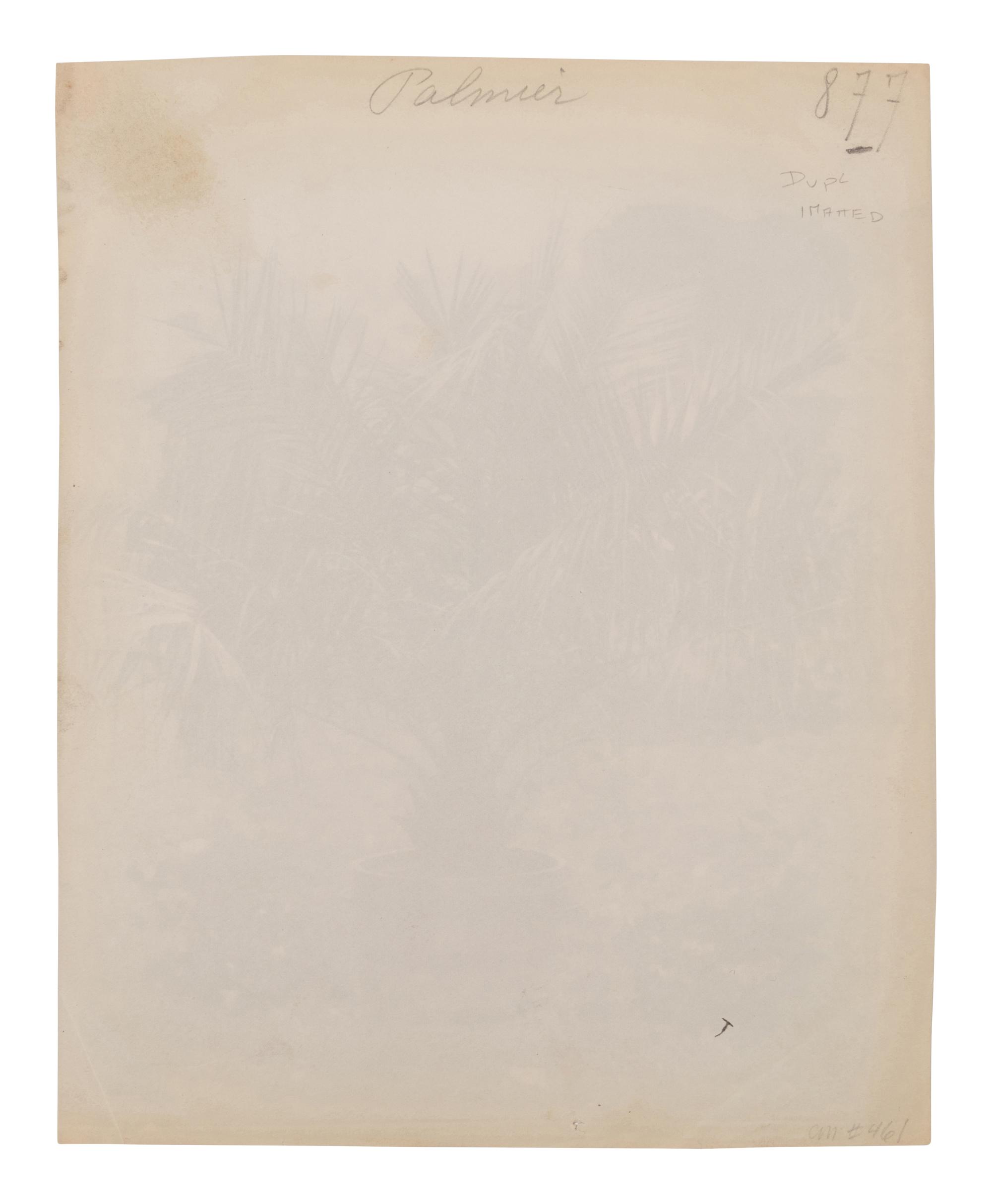 A group of four photographs ( Cactus [Nice], before 1900 ; Pommiers [et blés] , 1910 or earlier; Sapin ([Petit] Trianon , 1910 or earlier; Palmier , before 1900)