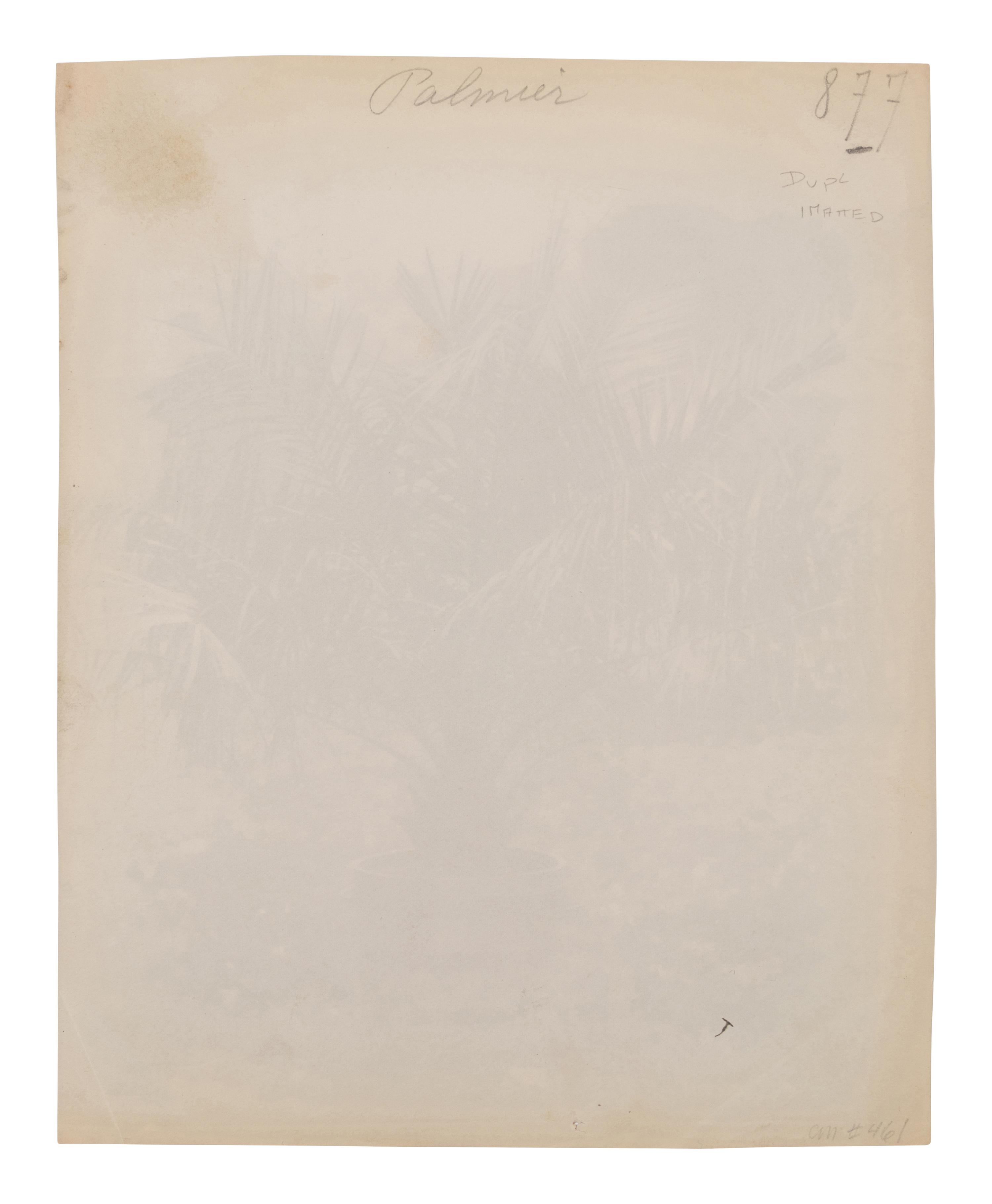 A group of four photographs ( Cactus [Nice], before 1900 ; Pommiers [et blés] , 1910 or earlier; Sapin ([Petit] Trianon , 1910 or earlier; Palmier , before 1900)