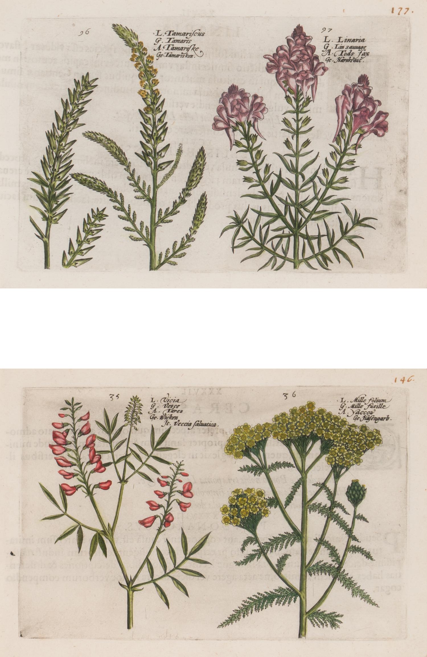 A Set of Six Framed Colored Botanical Engravings