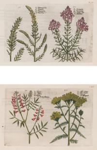 A Set of Six Framed Colored Botanical Engravings
