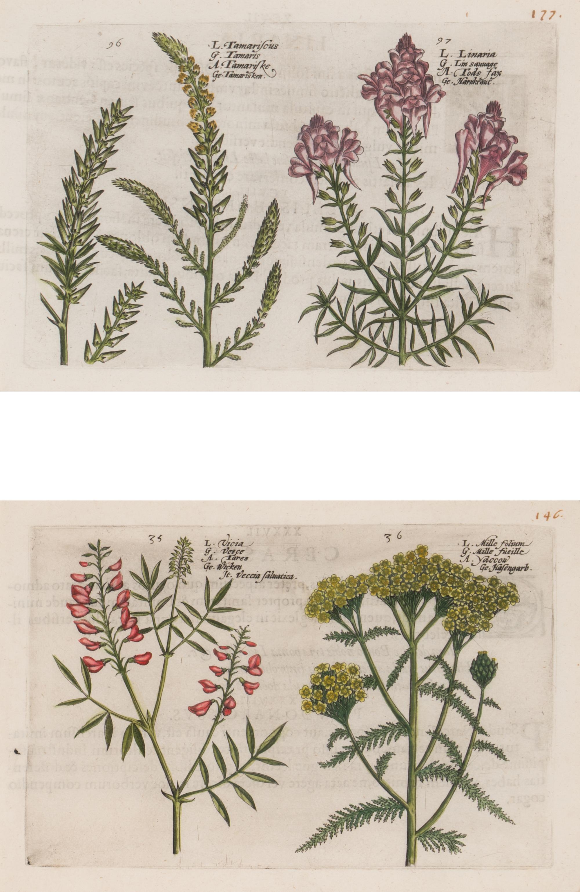 A Set of Six Framed Colored Botanical Engravings