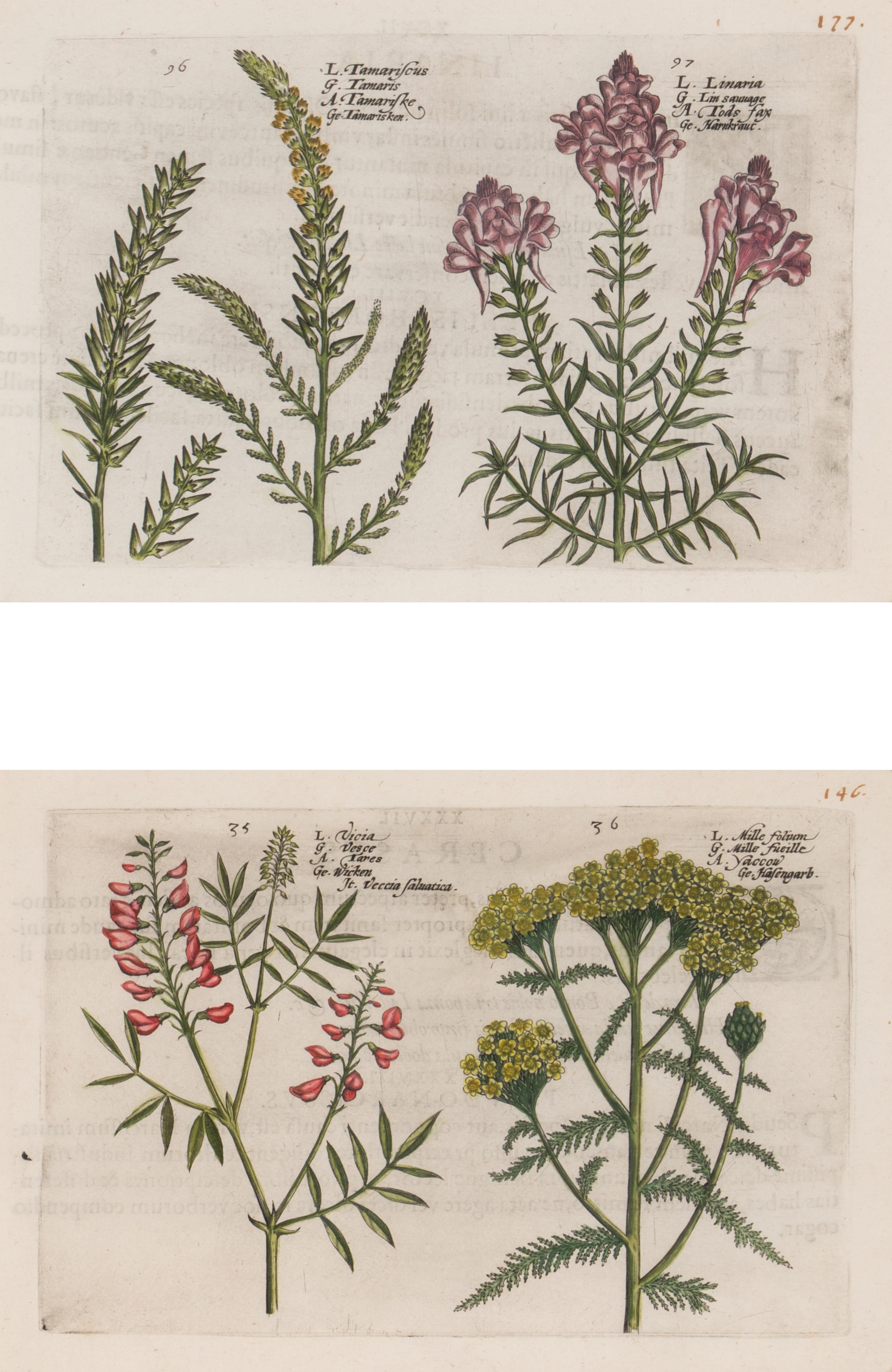 A Set of Six Framed Colored Botanical Engravings