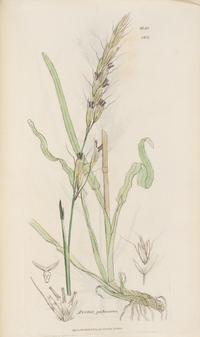 [Natural History] Sowerby, James and James Edward Smith. English Botany