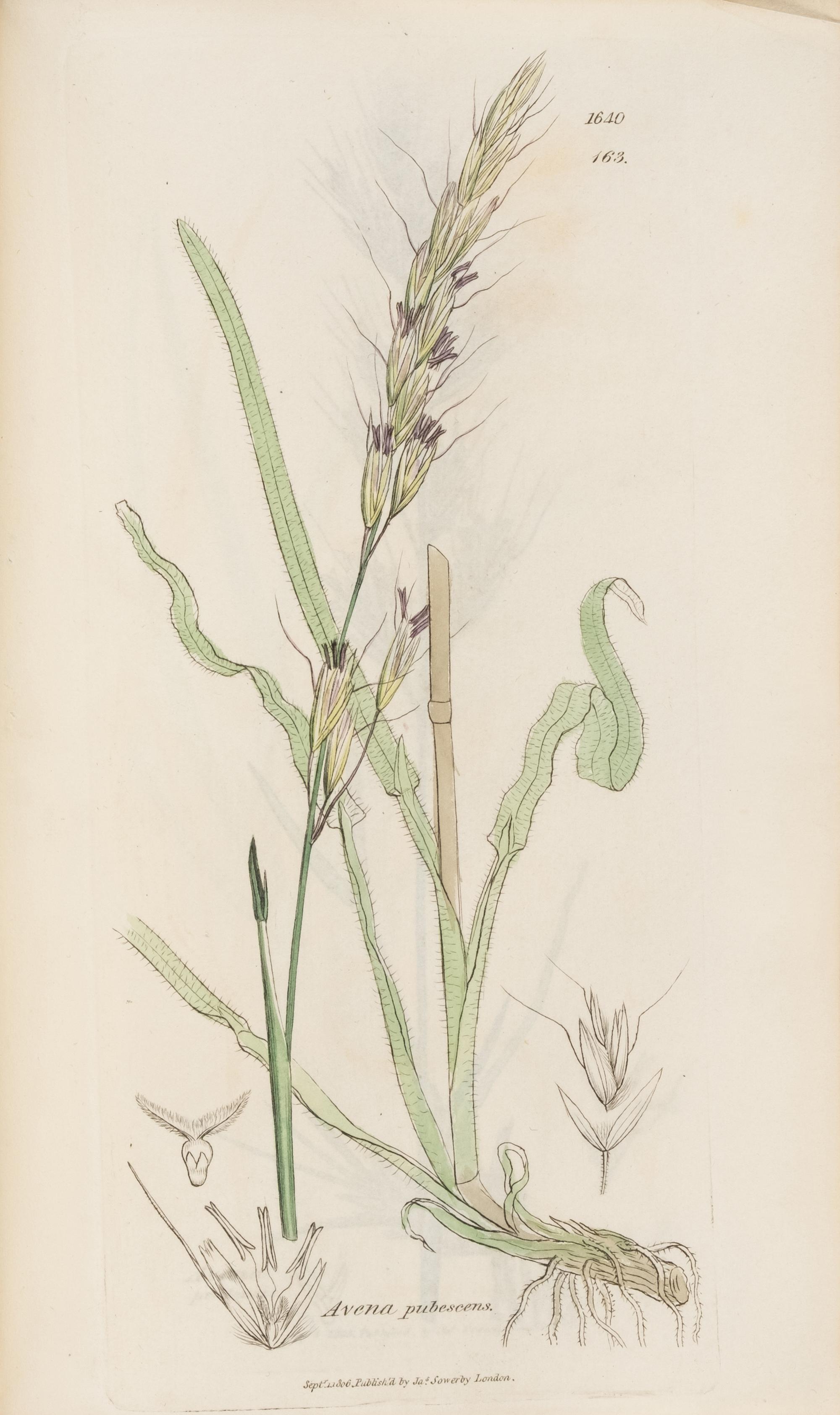 [Natural History] Sowerby, James and James Edward Smith. English Botany
