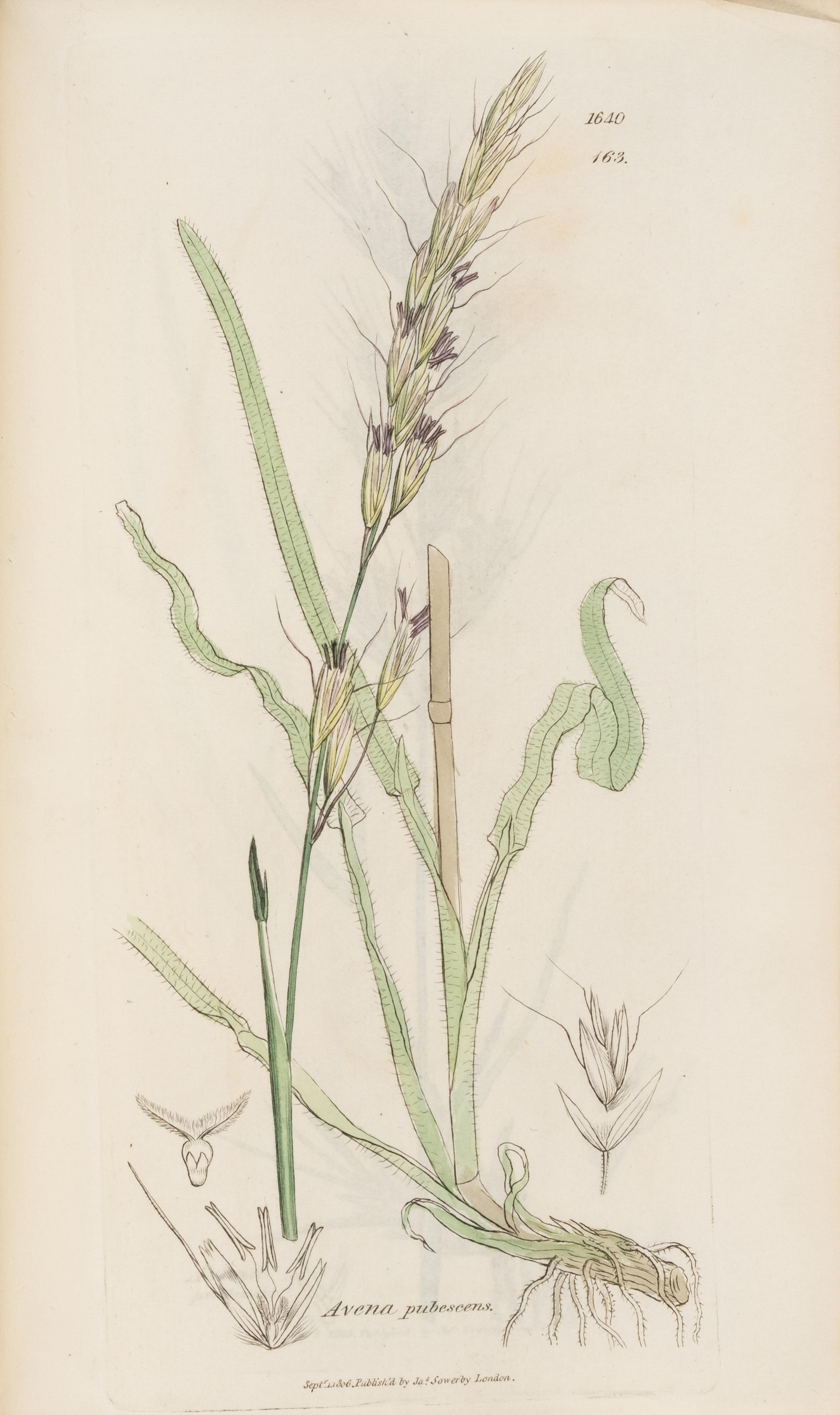 [Natural History] Sowerby, James and James Edward Smith. English Botany
