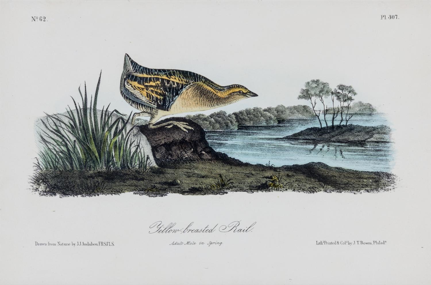 (AUDUBON, JOHN JAMES, after) BOWEN, J.T. Group of four octavo hand-colored lithograph prints from The Birds of America.