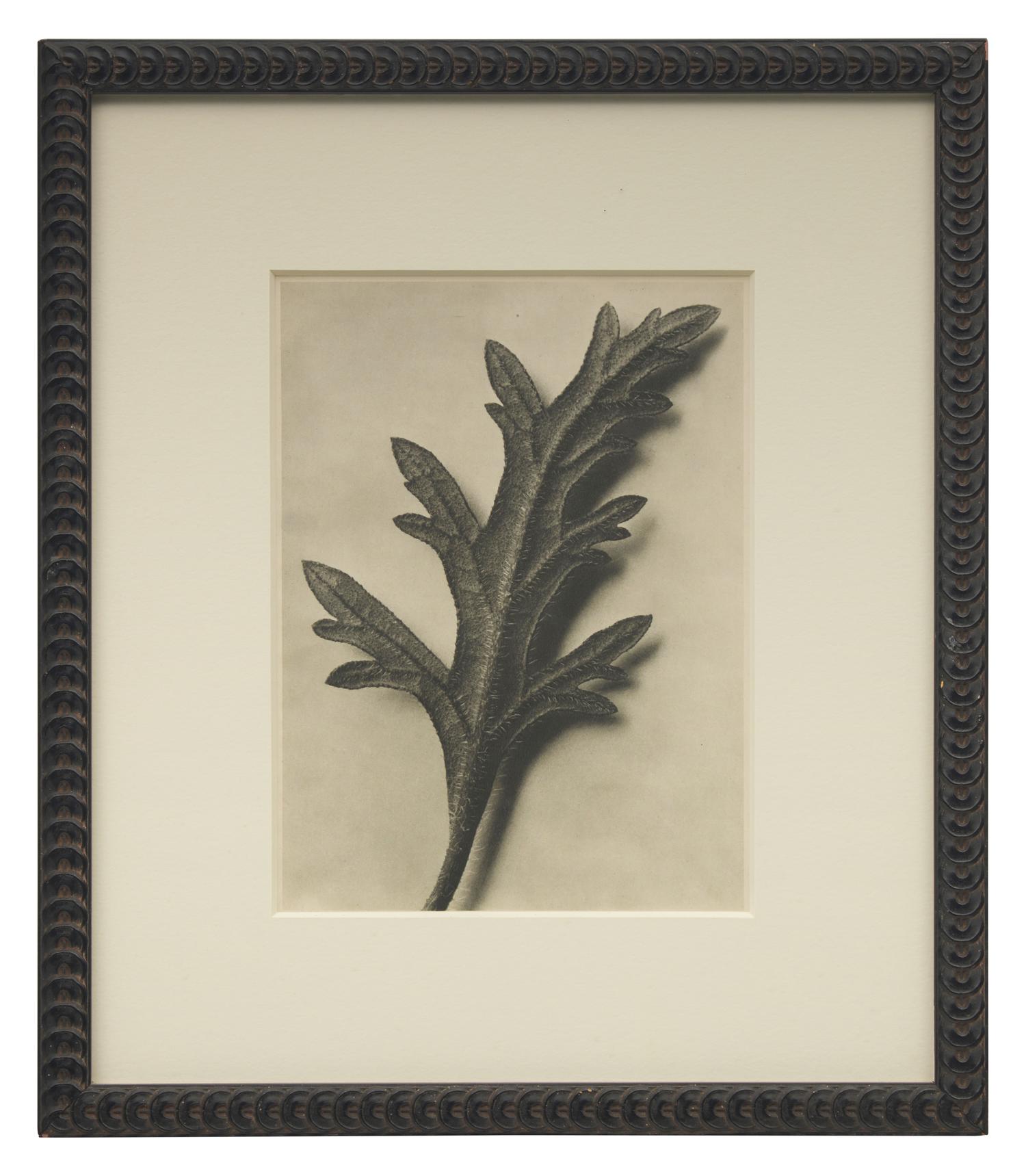 A Set of 8 Botanical Prints