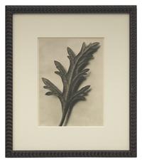 A Set of 8 Botanical Prints