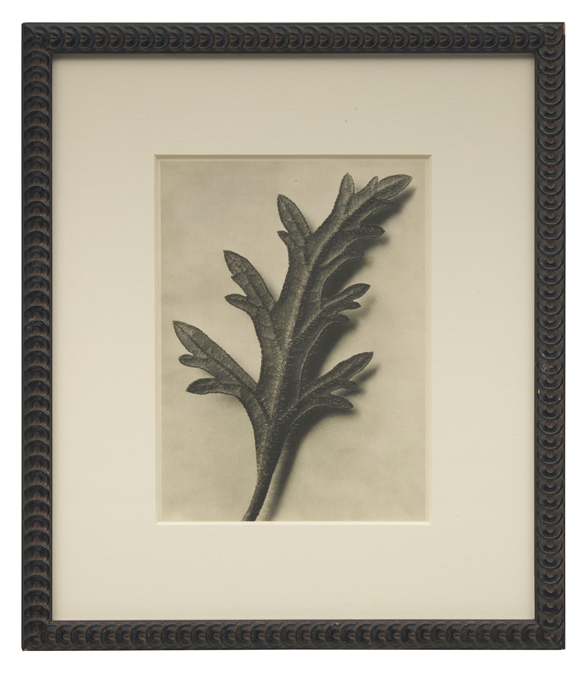 A Set of 8 Botanical Prints