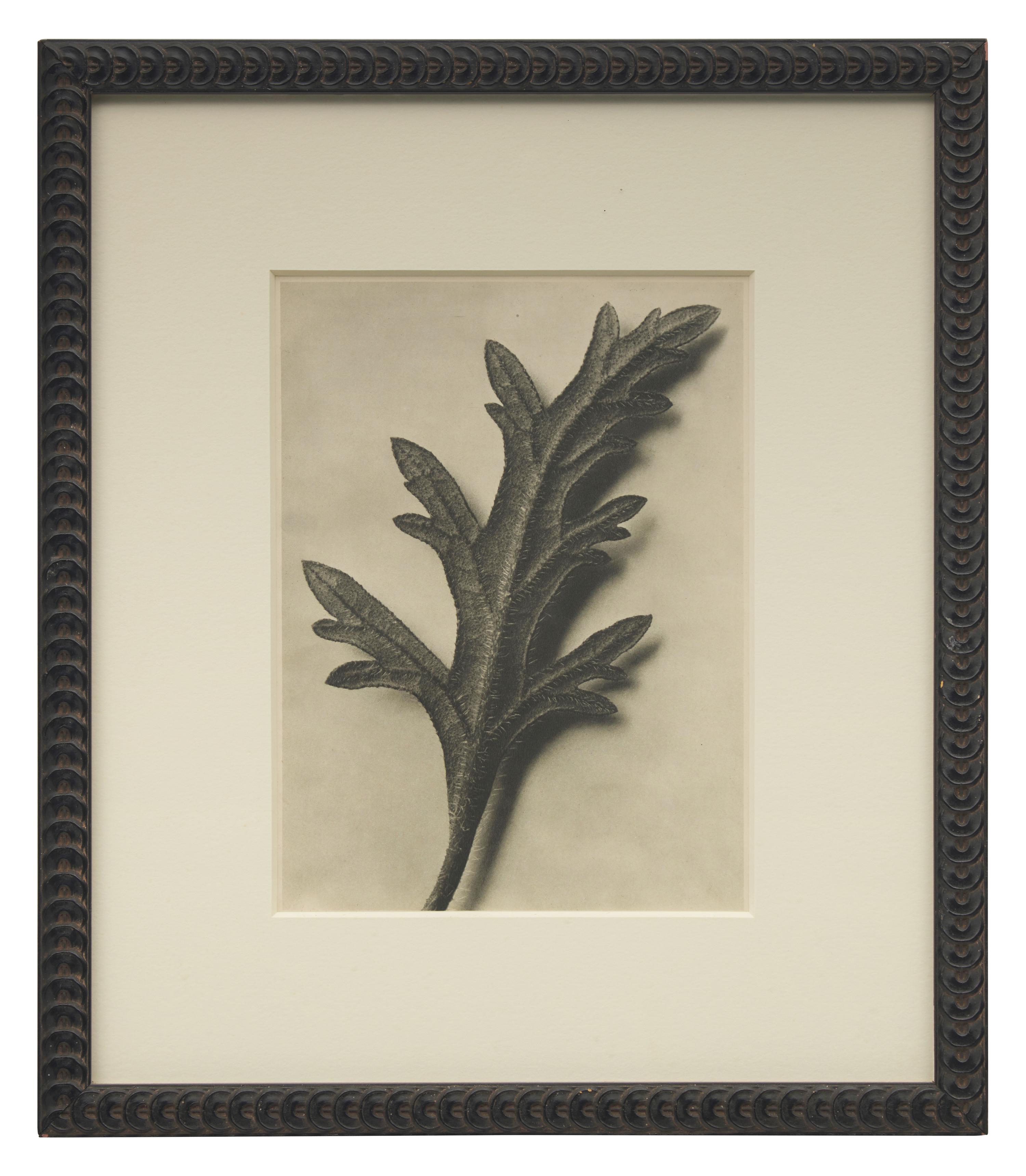 A Set of 8 Botanical Prints