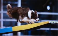 Ten Color Photographs of Various Dog Breeds Largest: 10 3/4 x 16 3/4 inches. — Dave Mills (20th century)