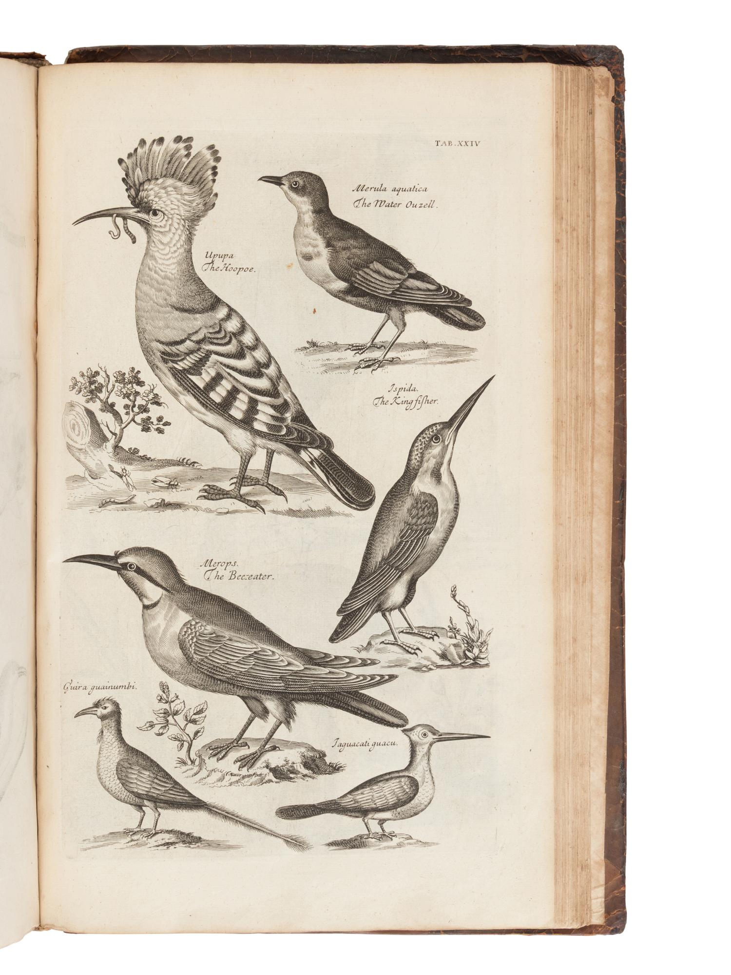 [NATURAL HISTORY]. WILLUGHBY, Francis (1635-1672) and RAY, John (1627-1705). The Ornithology of Francis Willughby of Middleton in the County of Warwick, Esq. London: John Martyn, 1678.