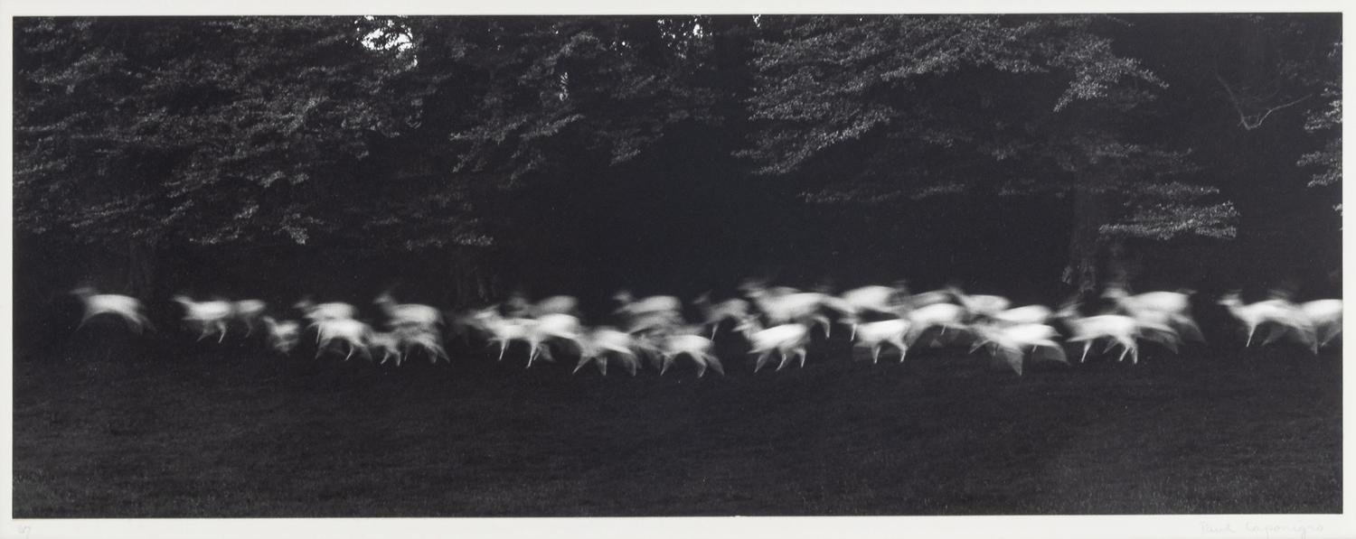 Paul Caponigro (born 1932) Running White Deer, County Wicklow, Ireland, 1967