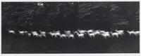 Paul Caponigro (born 1932) Running White Deer, County Wicklow, Ireland, 1967