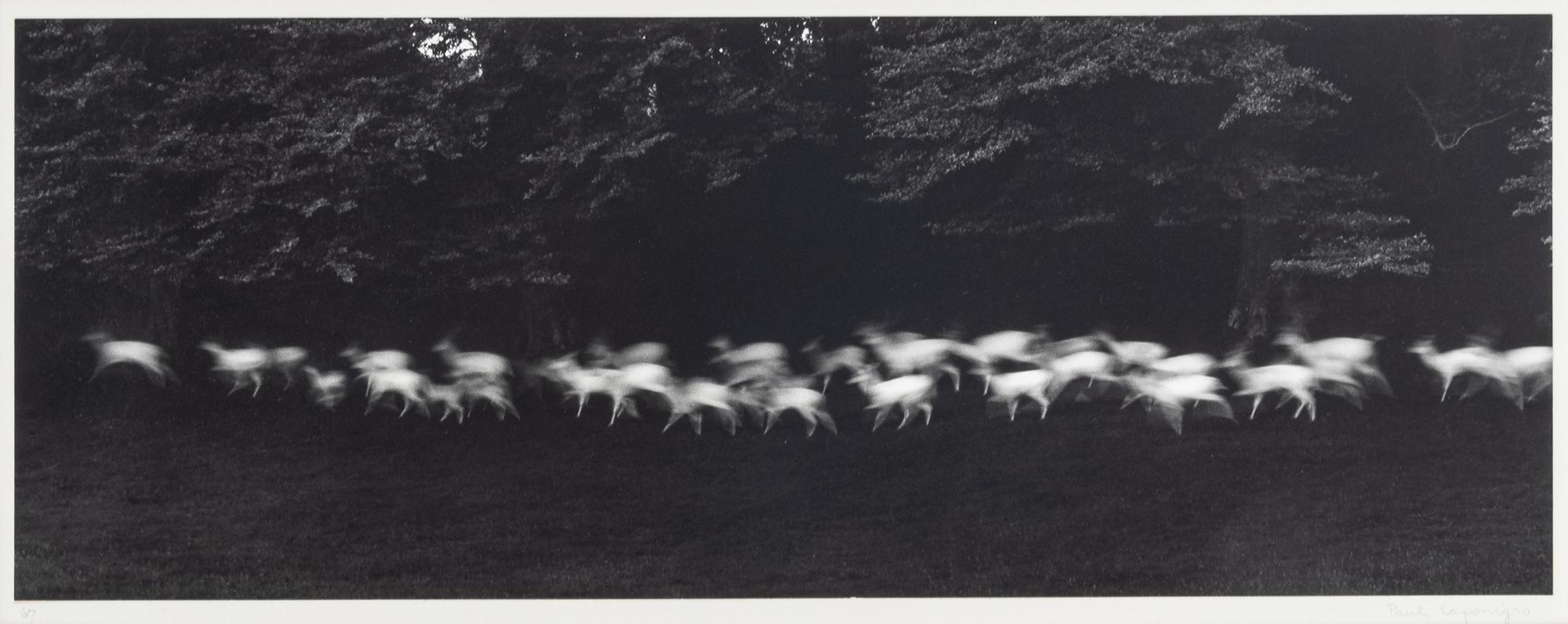 Paul Caponigro (born 1932) Running White Deer, County Wicklow, Ireland, 1967