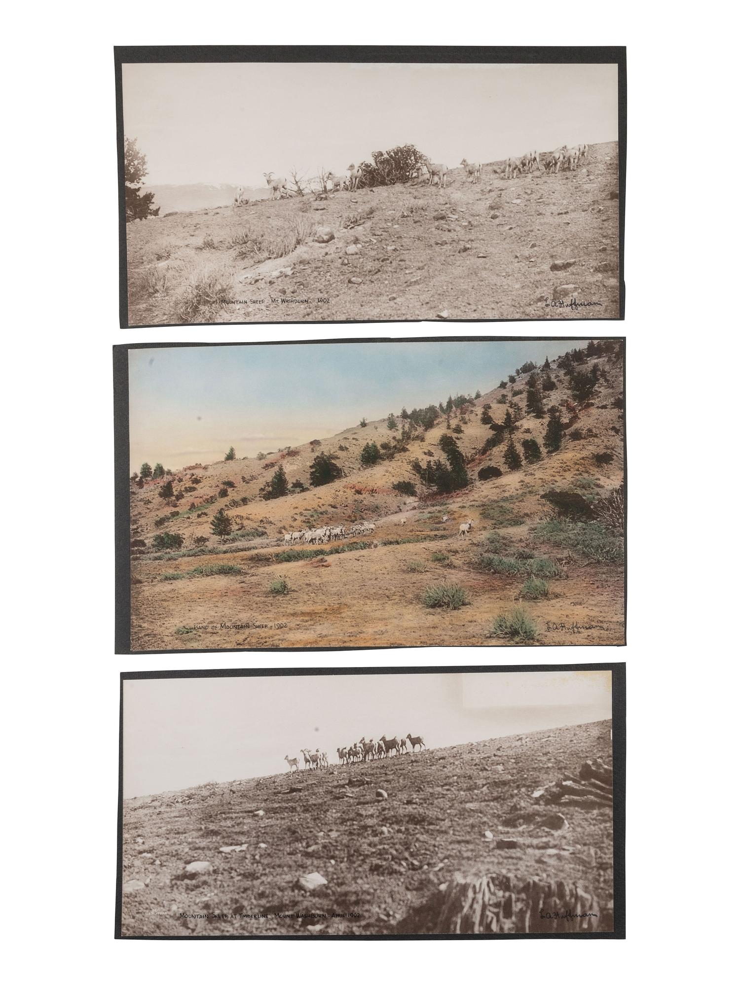 [WESTERN AMERICANA]. HUFFMAN, L.A., photog. 6 collotypes of sheep and goats.