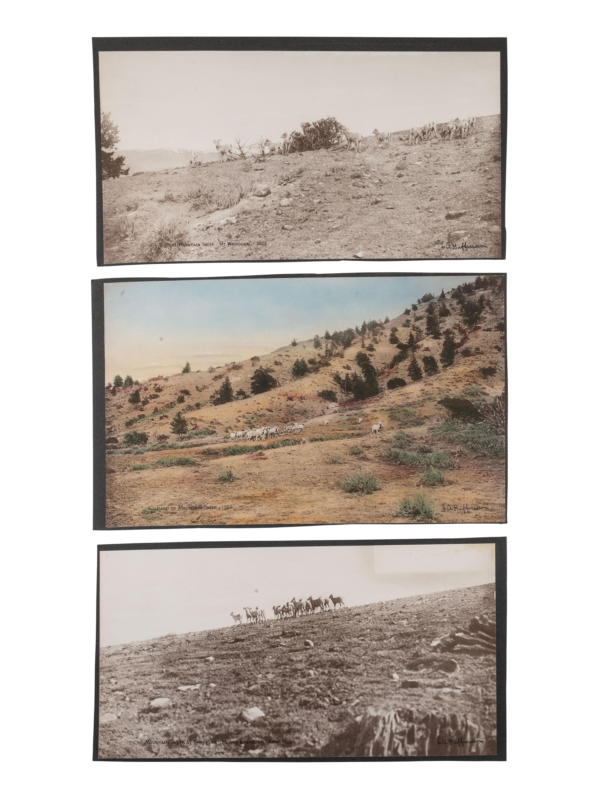 [WESTERN AMERICANA]. HUFFMAN, L.A., photog. 6 collotypes of sheep and goats.