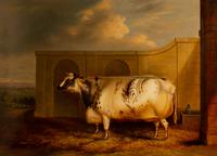 Untitled (Cow)