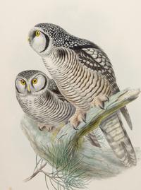 GOULD, John (1804-1881), after [Hawk Owl] Surnia Funerea