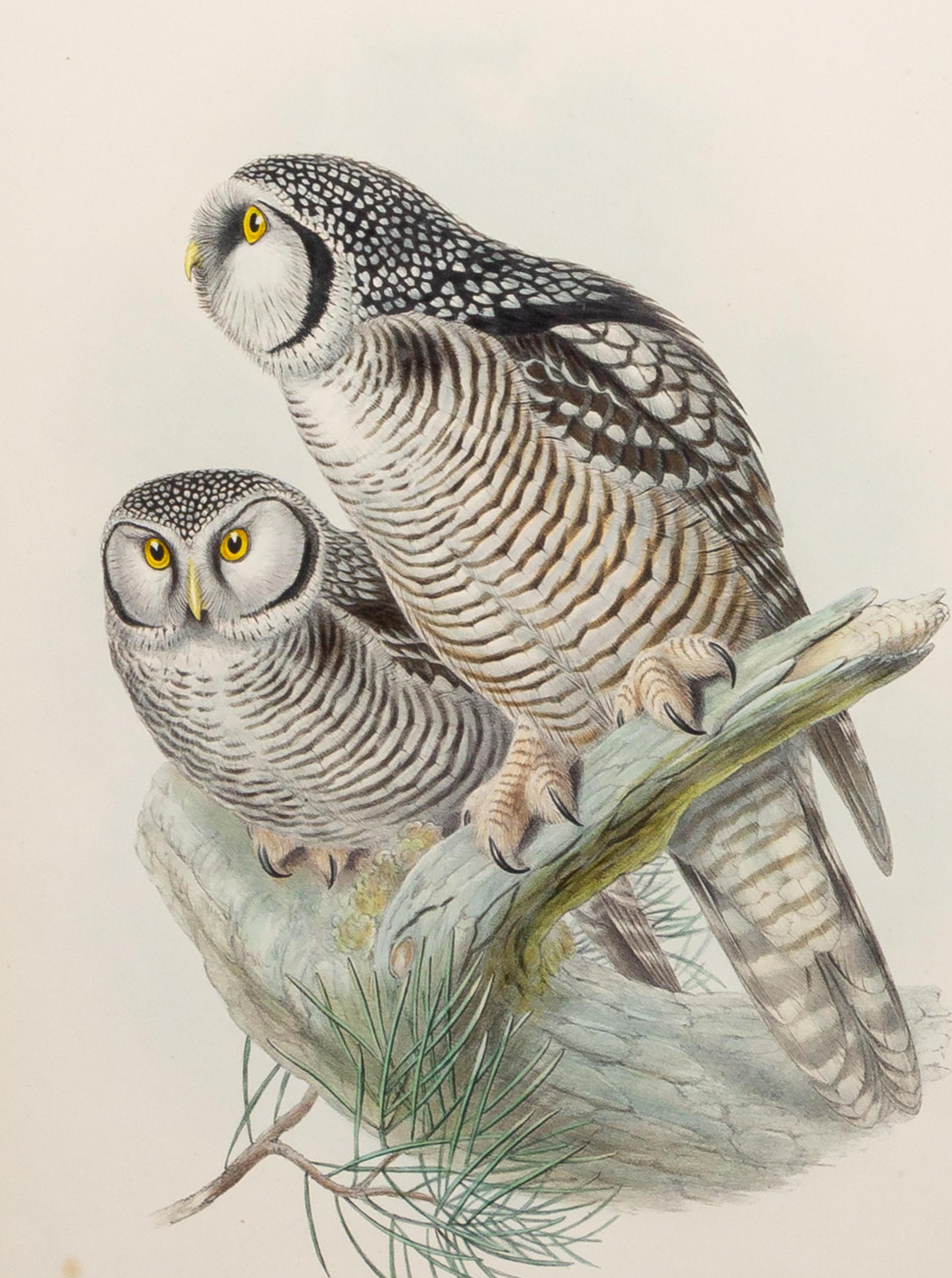 GOULD, John (1804-1881), after [Hawk Owl] Surnia Funerea