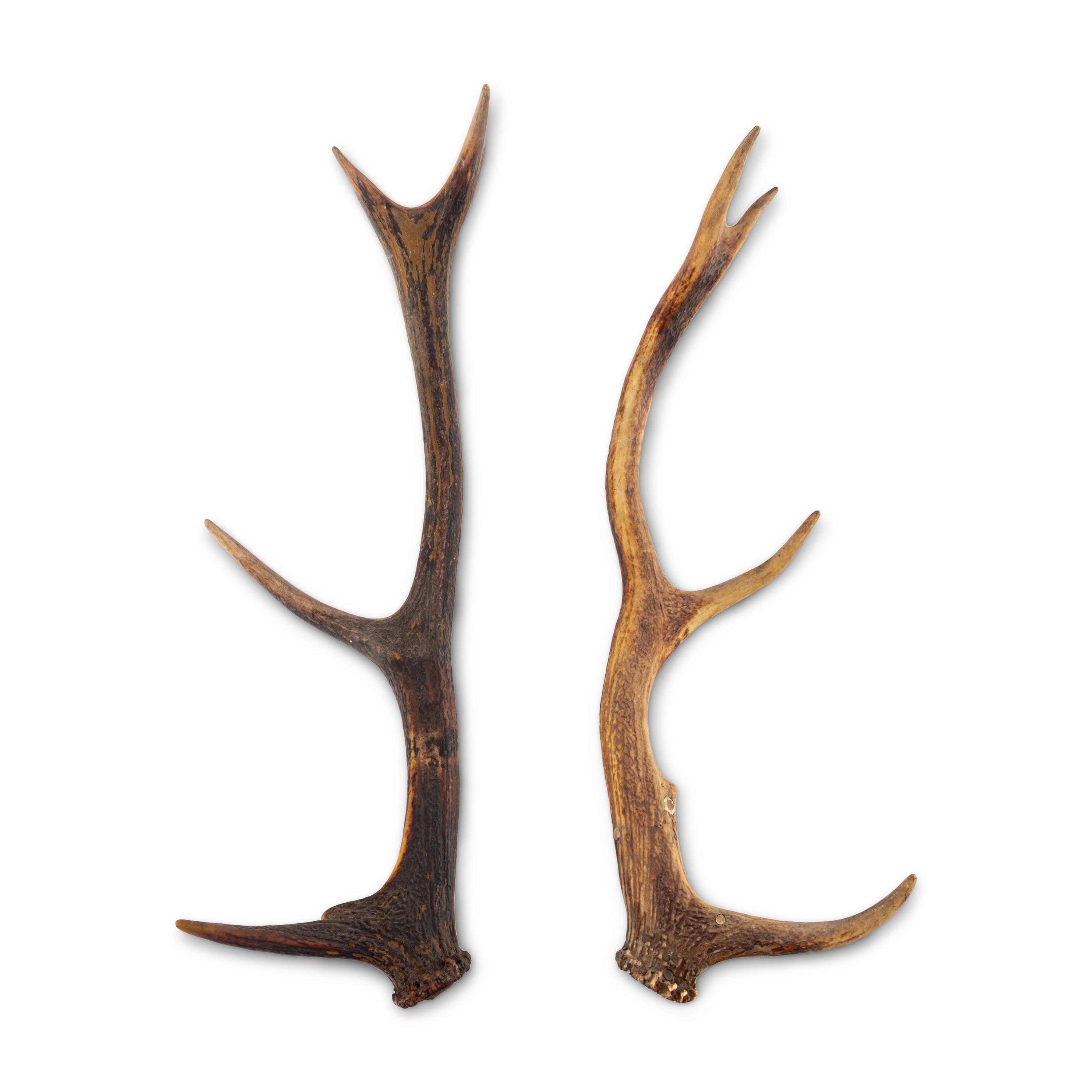 A Pair of Unmounted Stag Antlers