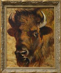 Bison Cow Portrait