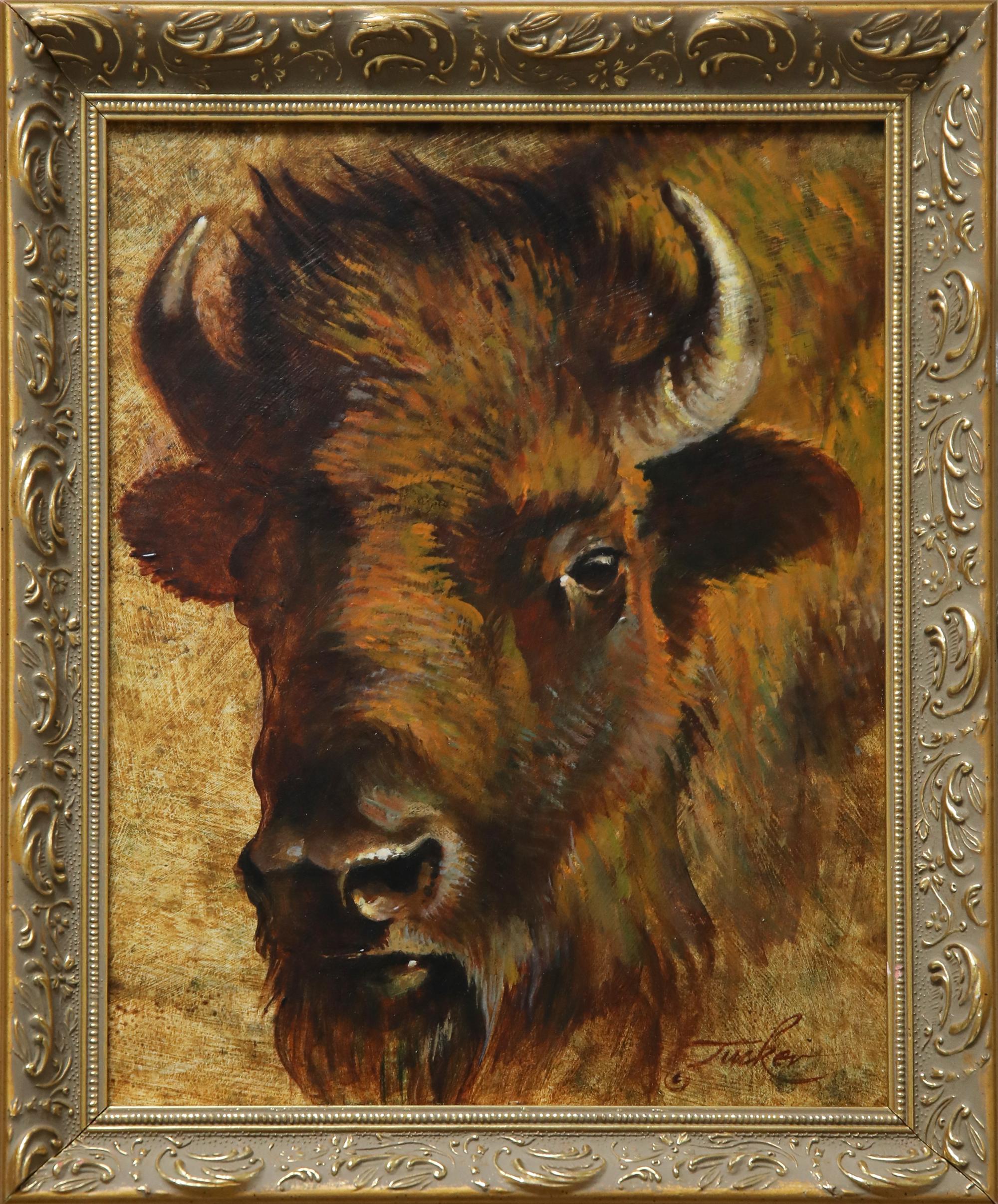 Bison Cow Portrait