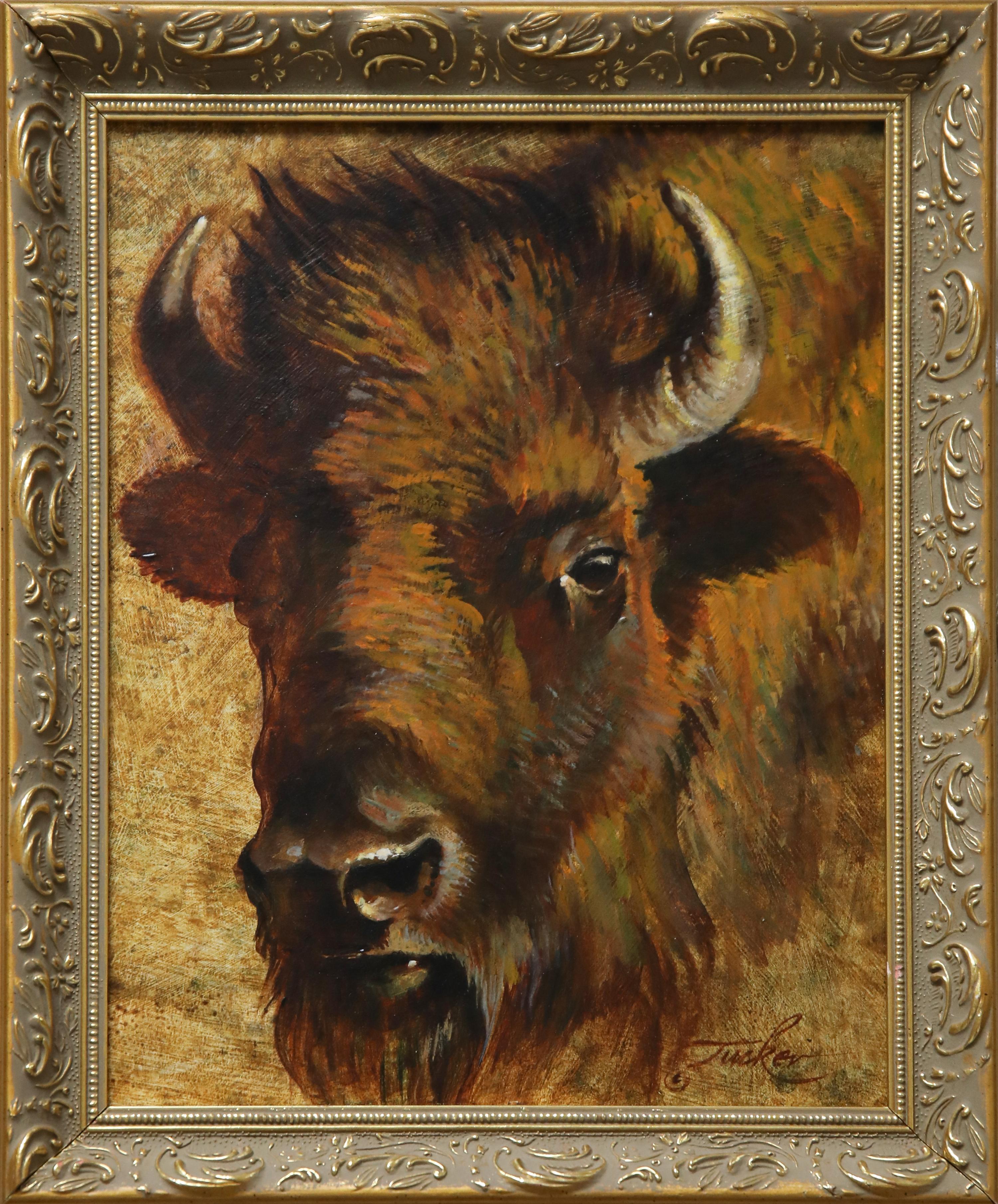 Bison Cow Portrait