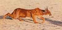 Caracal Study