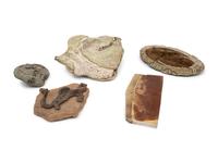 Five Prehistoric Fossils