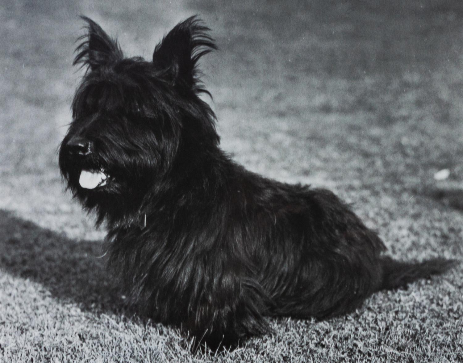Two Works of Art depicting Scottish Terriers Larger: 11 1/2 x 13 1/2 inches.
