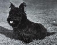 Two Works of Art depicting Scottish Terriers Larger: 11 1/2 x 13 1/2 inches.