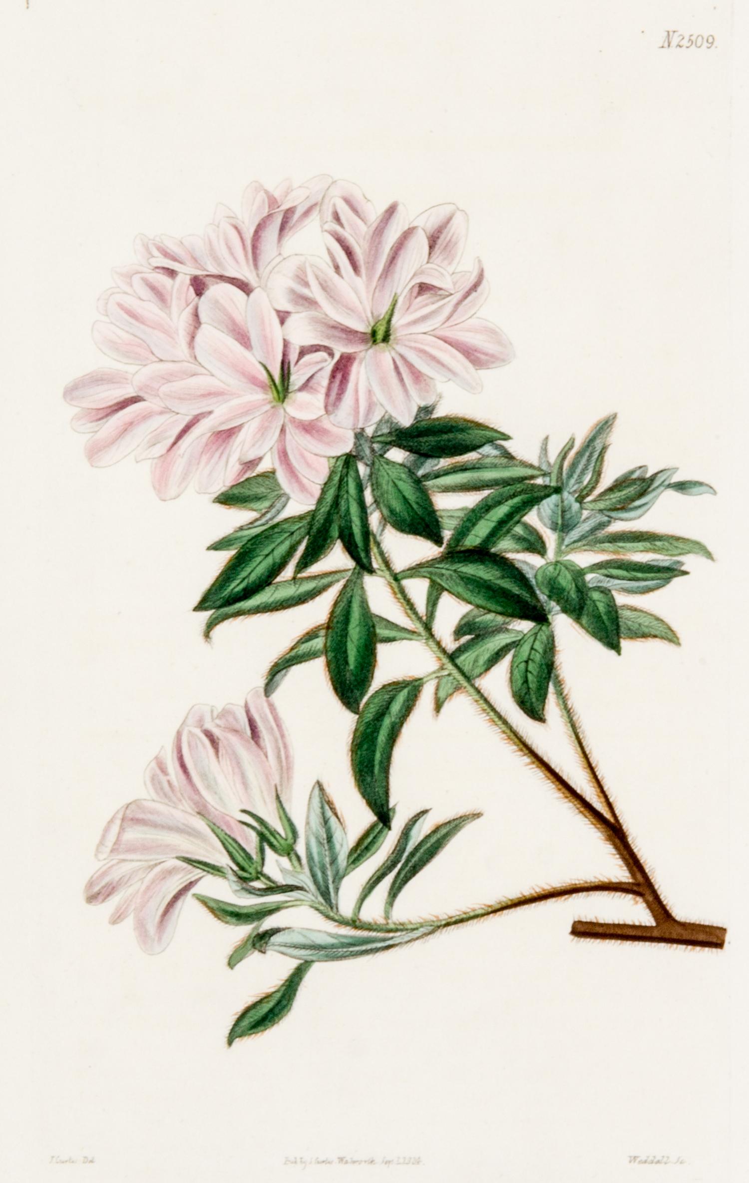 CURTIS, SAMUEL. A collection of eight hand-colored engravings from Botanical Magazine. (London, 1823-1826)