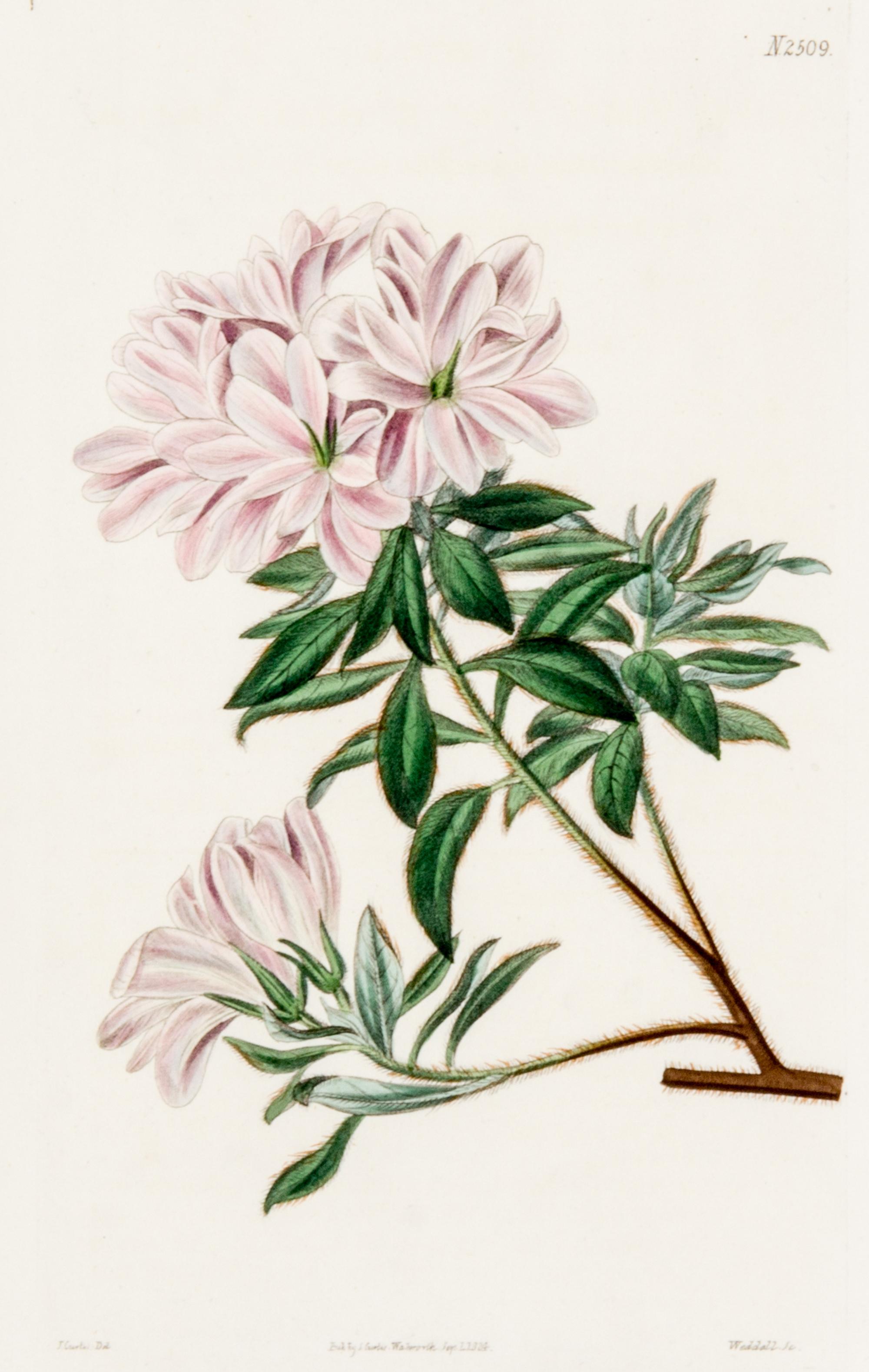 CURTIS, SAMUEL. A collection of eight hand-colored engravings from Botanical Magazine. (London, 1823-1826)