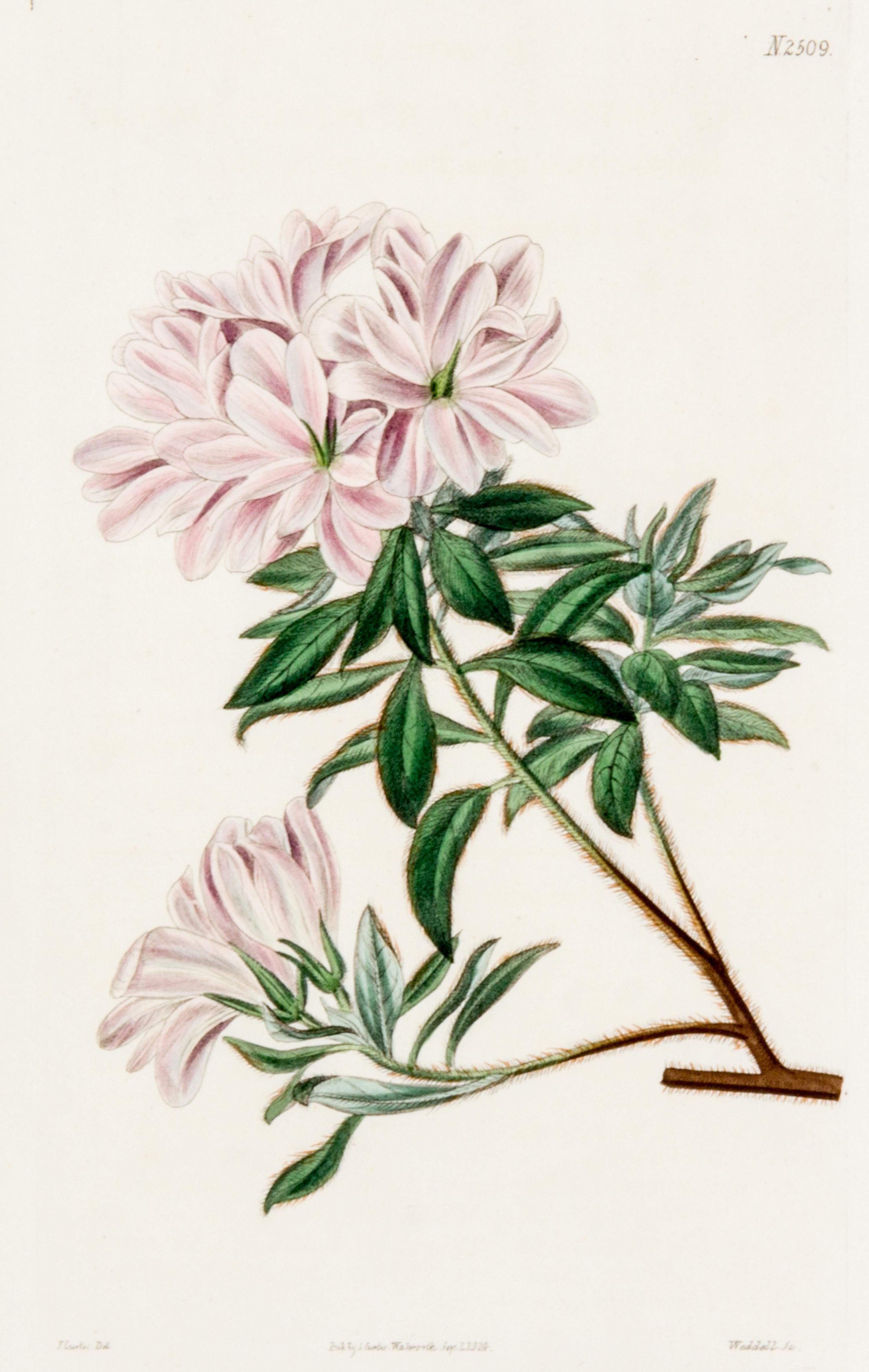 CURTIS, SAMUEL. A collection of eight hand-colored engravings from Botanical Magazine. (London, 1823-1826)