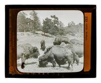 A Collection of Glass Slides