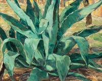 Century Plant near San Antonio