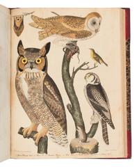 Wilson, Alexander. American Ornithology; or, The Natural History of the Birds of the United States . (With) Bonaparte, Charles Lucian. American Ornithology; Or, the Natural History of Birds Inhabiting the United States. Not Given by Wilson ...
